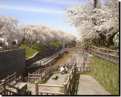 新屋大川の桜