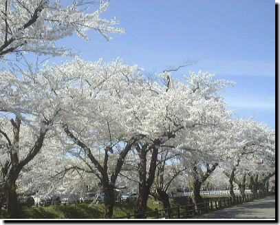 新屋大川の桜