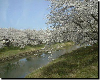 楢山太平川の桜
