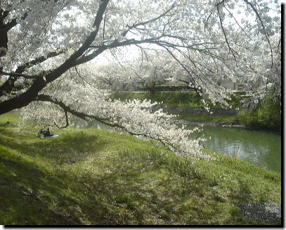 楢山太平川の桜